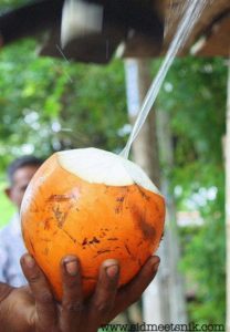 10 vegetarian foods to try in Sri lanka, king coconut water
